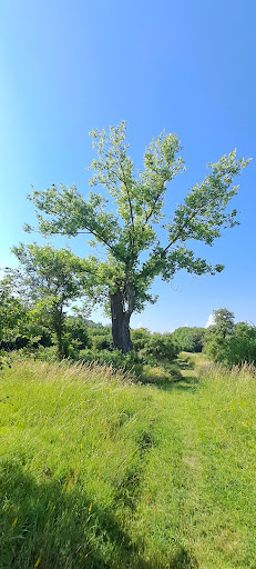 Der sterbende Baum - Thumbnail