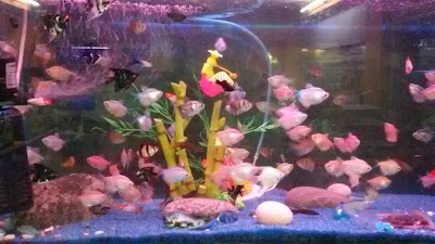 aquarium