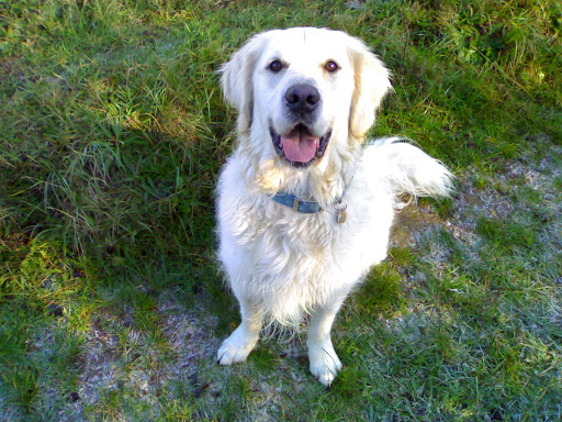 Active Pet - Thumbnail