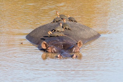 Photos of Simbavati River Lodge