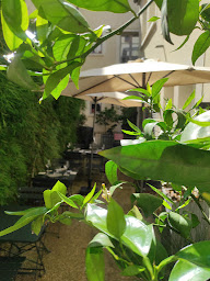 Photo n°32 de Le Camélia à Bougival (Restaurant ouvert le midi)