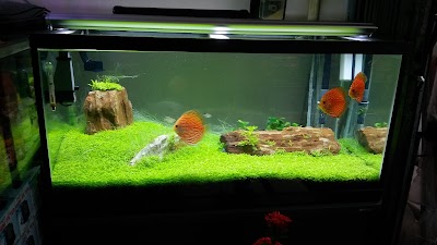 Photos of Lucky Aquarium