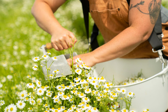 Katydid Hill by null