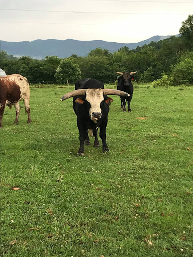 Bar W Rodeo Company - Thumbnail