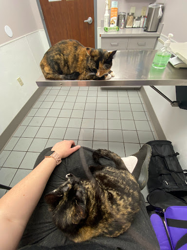 Northside Animal Hospital - Thumbnail