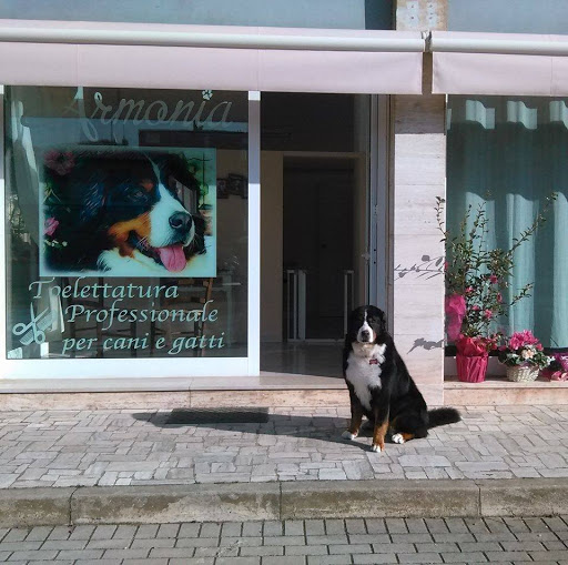 Toelettatura Armonia - Thumbnail