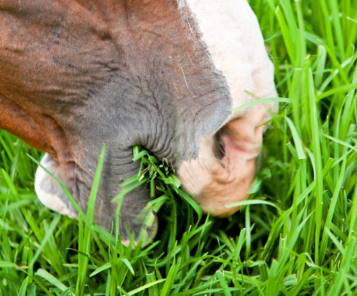 Northeast Equine Veterinary Dental Services, LLC - Thumbnail