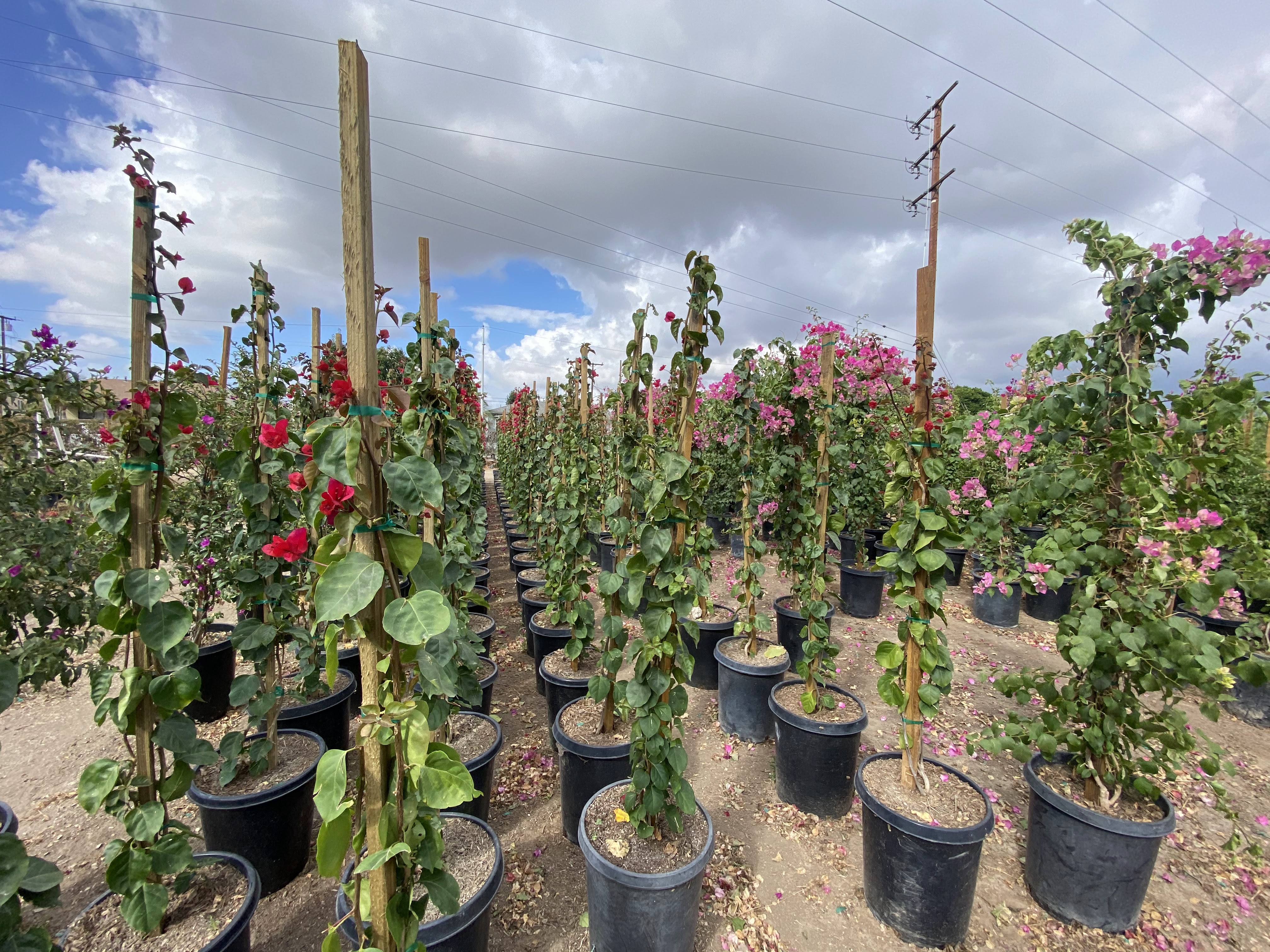 Green Spot Nursery