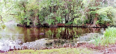 Photos of Swan Lake Iris Gardens