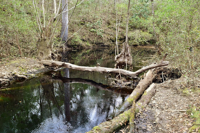 Visit Leon Sinks Geological Area On Your Trip To Tallahassee