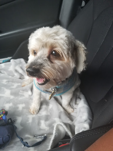 Pawz & Clawz Grooming Gallery - United States