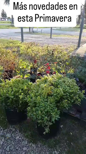 Opiniones de Vivero Athenea en Colonia - Centro de jardinería