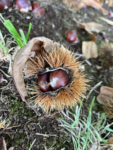 Chestnut Picking - Visual