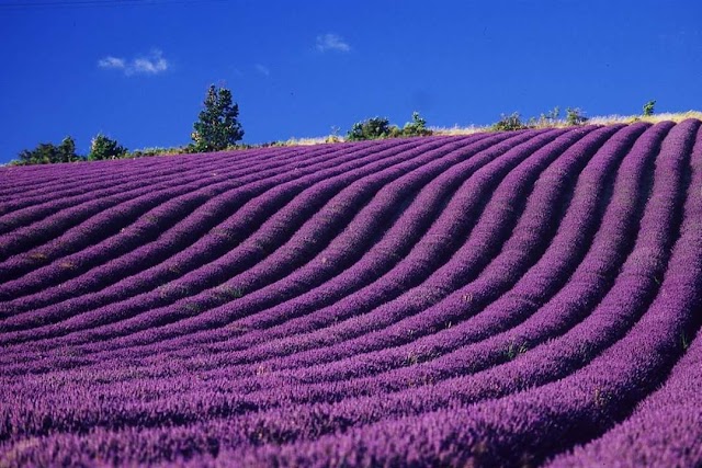 Plateau De Valensole