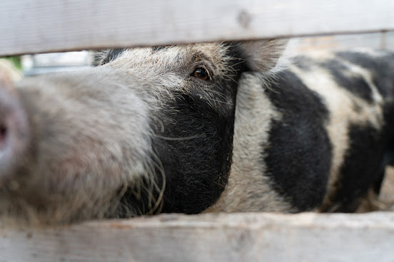 Aucoin des sangliers by null