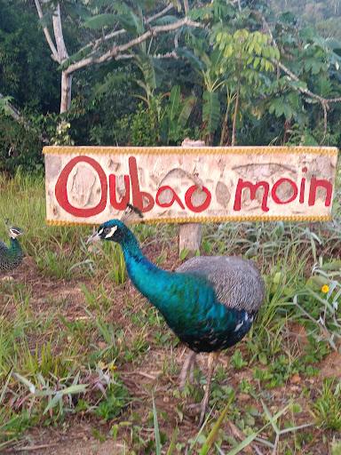 Reserva Forestal Oubao-moin - Thumbnail