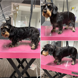 Photo n°2 de Animacouaf Toilettage Canin & Félin à Brioude (Magasin d'articles pour animaux)