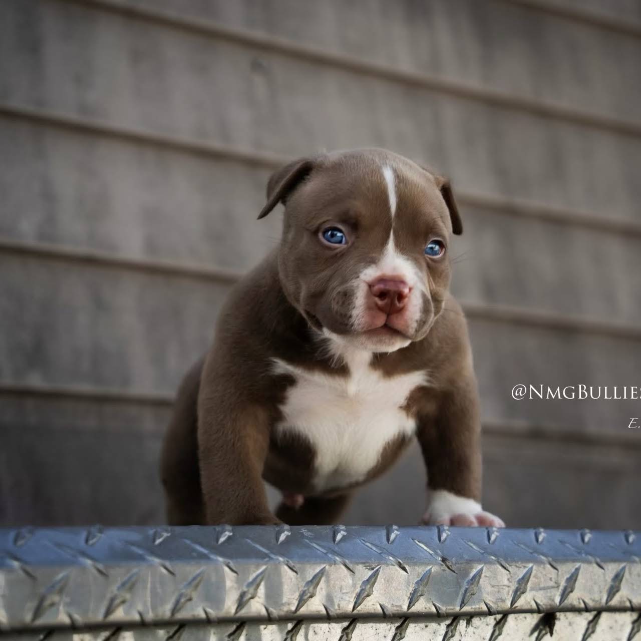 TOP AMERICAN BULLY BLOODLINE- VENOMLINE BULLIES  American bully, American  bully pocket, Bully breeds