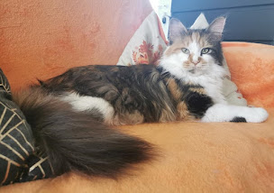 Photo n°14 de Chatterie L'Astre Du Lion - Maine Coon à Uchaux (Éleveur)