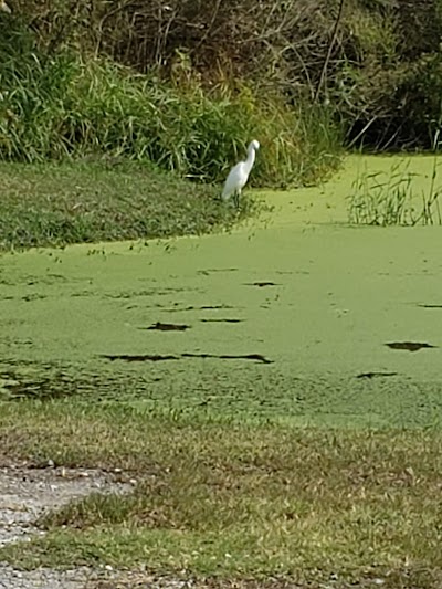 Madere Marsh Boardwalk