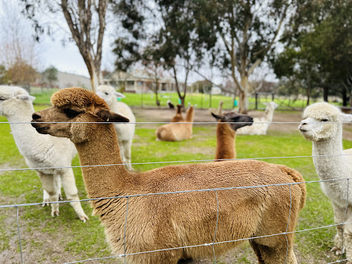 Blackwattle Alpaca Farm - Thumbnail