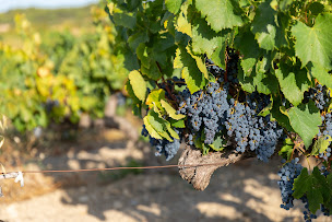 Photo n°9 de Domaine de Galuval à Cairanne (Vignoble)