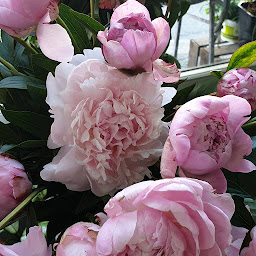 Photo n°8 de Magné Fleurs - Fleuriste La Teste à La Teste-de-Buch (Livraison de fleurs)