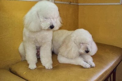Photos of Dog Grooming Pichos