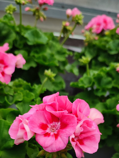 Floriade SNC - Thumbnail