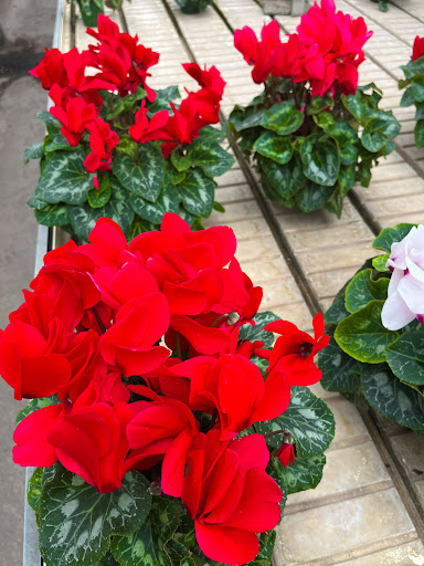 Frederick's Flowers & Gifts - Thumbnail