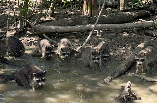 Cajun Encounters - Thumbnail