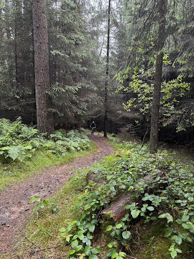 Dalby Forest - Visual