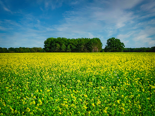 Hornbosteler Hutweide - Thumbnail