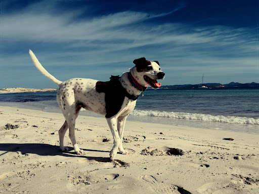 PET friendly formentera