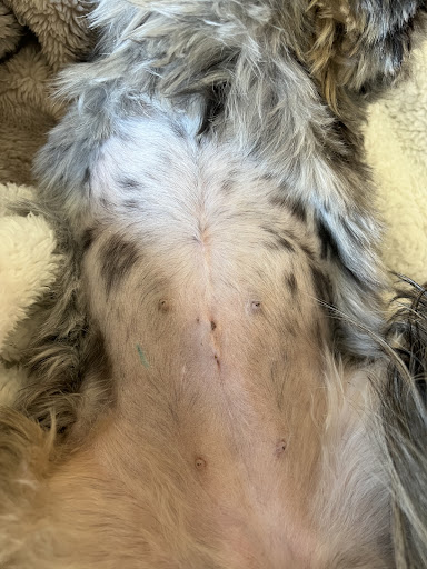 Simi Valley Non-Profit Spay and Neuter Clinic - Thumbnail