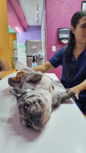 Clinica Veterinaria Río Mayo