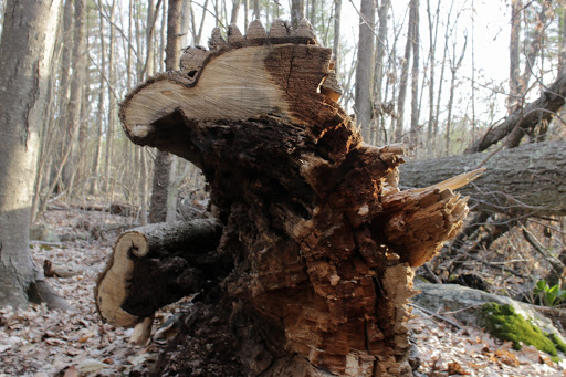 Grassy Pond Conservation Land - Thumbnail