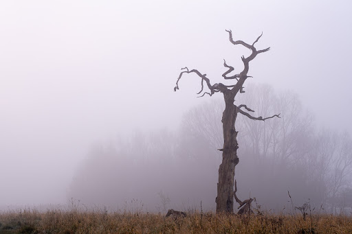 The Lightning Tree - Visual