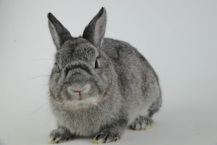 Photo n°18 de ADVETIA Centre Hospitalier Vétérinaire à Vélizy-Villacoublay (Vétérinaire)