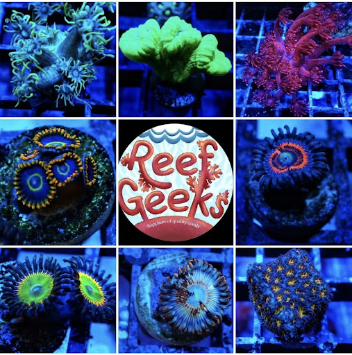 Reef-geeks - Visual