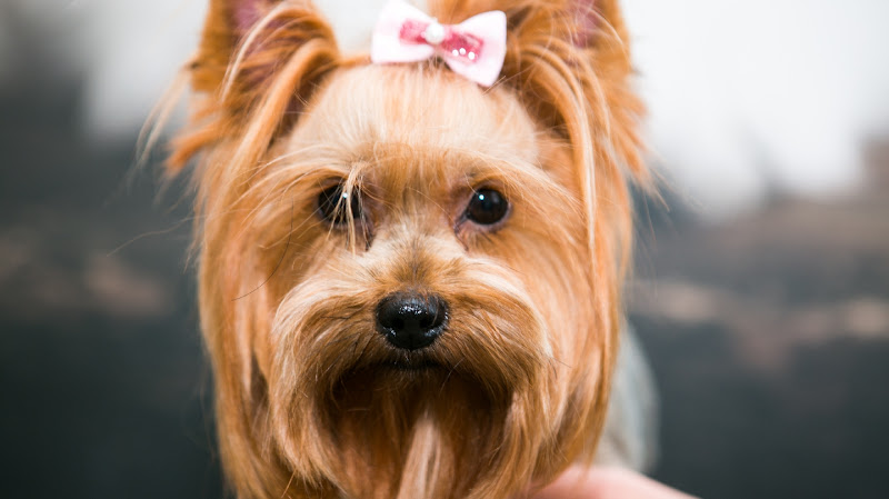 Ветиринарна Клініка “Ноїв Ковчег”