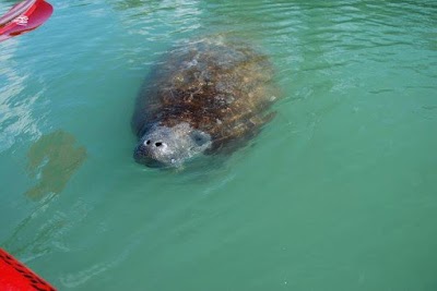 Photos of Adventure Kayak Outfitters Tours & Rentals