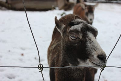 Photos of Opel Zoo