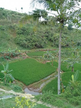 Rumah JAWA ANTIK, Author: Amanbintang