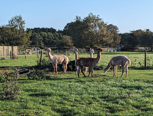 Wymondham Alpacas - Thumbnail
