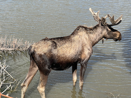 Moose Exhibit - Visual