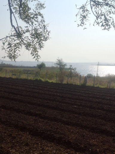 Verified farmland for sale in Igatpuri with clear title and proper access road. post image