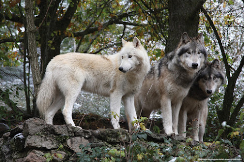 Photo of Les Loups du Gévaudan
