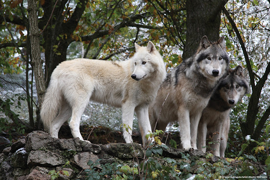 Les Loups du Gévaudan by null