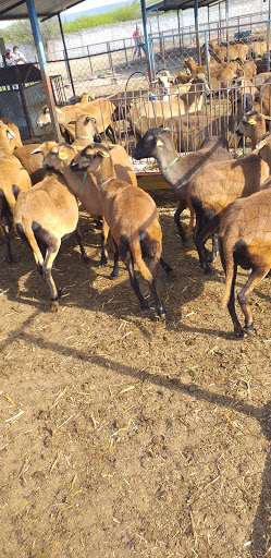 Veterinaria Salud Para Su Animal